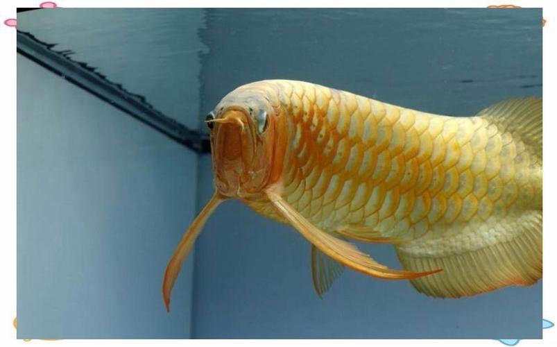 十大紅龍魚品牌圖片及名稱及價格介紹 龍魚百科 第18張 十大紅龍魚品牌圖片及名稱及價格介紹 十大紅龍魚品牌圖片及名稱及價格介紹 龍魚百科 第18張