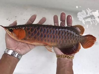 龍魚蒙眼用什么藥（治療龍魚蒙眼時需要根據病因選擇合適的藥物治療方法）