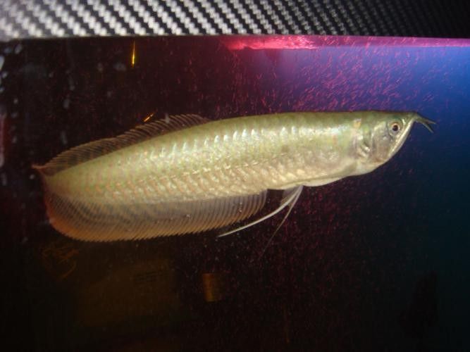 銀龍魚最便宜的多少錢