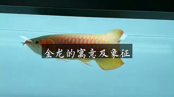 過背金龍魚在文化中的地位