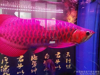 赤血紅龍魚好養活嗎（紅龍魚好養嗎,怎么養）