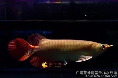 赤血紅龍魚好養活嗎（紅龍魚好養嗎,怎么養）