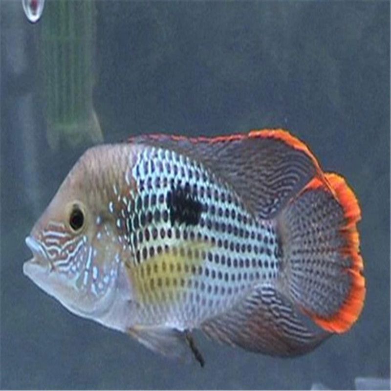 紅尾皇冠和龍魚混養【紅尾皇冠和龍魚混養的成功案例】
