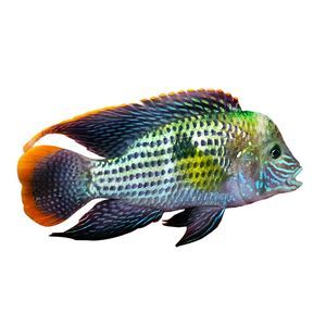 紅尾皇冠和龍魚混養【紅尾皇冠和龍魚混養的成功案例】