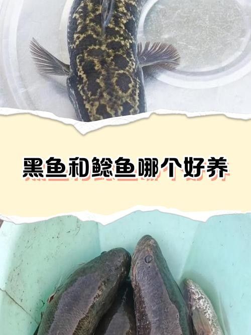 黑魚與金龍魚能混養嗎圖片對比
