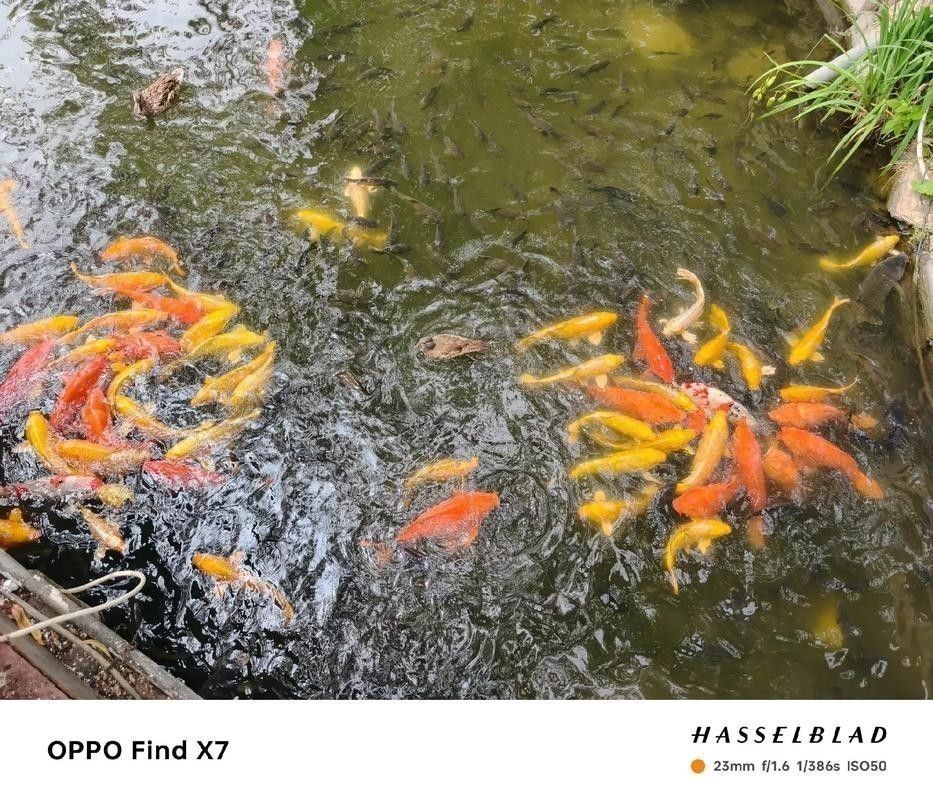 黑魚與金龍魚能混養嗎圖片對比