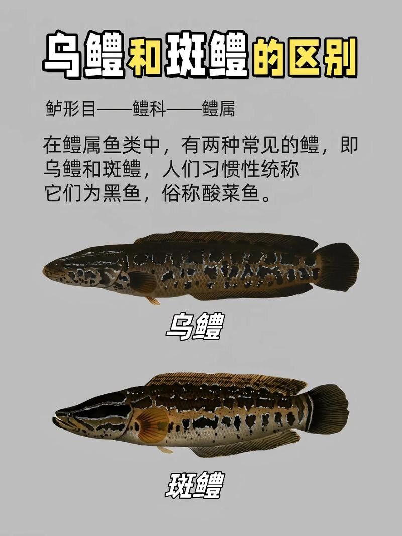 黑魚與金龍魚能混養嗎圖片對比