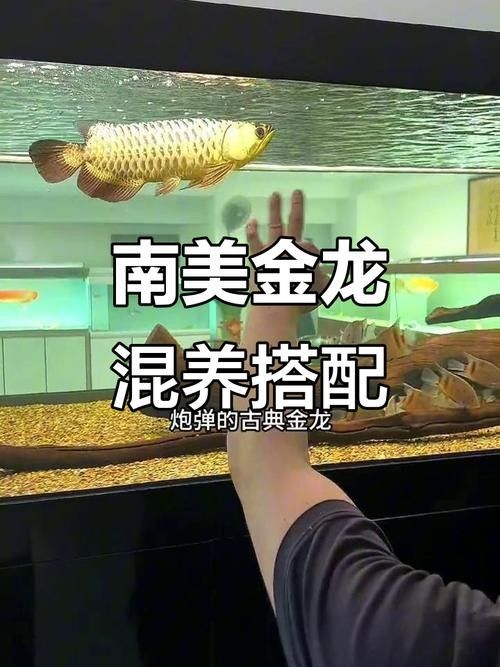 黑魚與金龍魚能混養嗎圖片對比