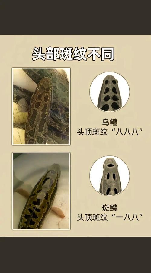 黑魚與金龍魚能混養嗎圖片對比