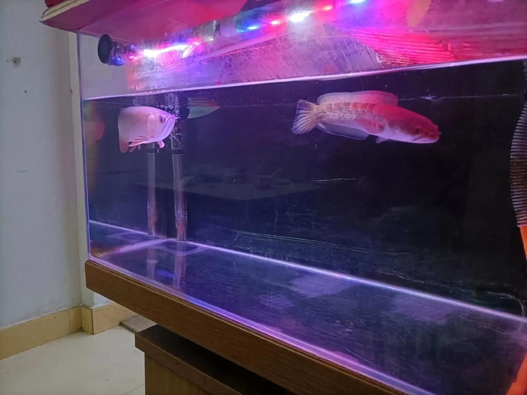 黑魚與金龍魚能混養嗎圖片對比