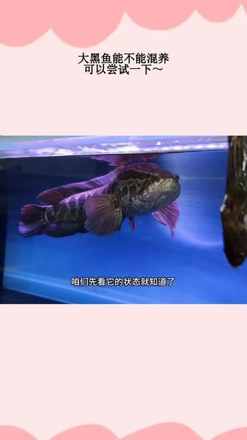 黑魚與金龍魚能混養嗎圖片對比