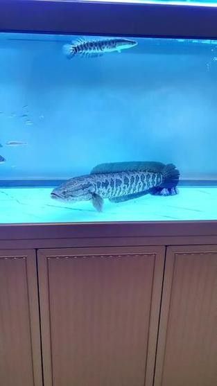 黑魚與金龍魚能混養嗎圖片對比