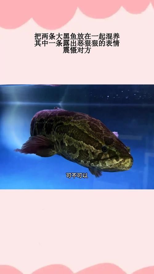 黑魚與金龍魚能混養嗎圖片對比