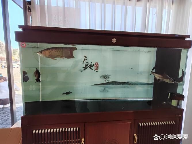 黑魚與金龍魚能混養嗎圖片對比