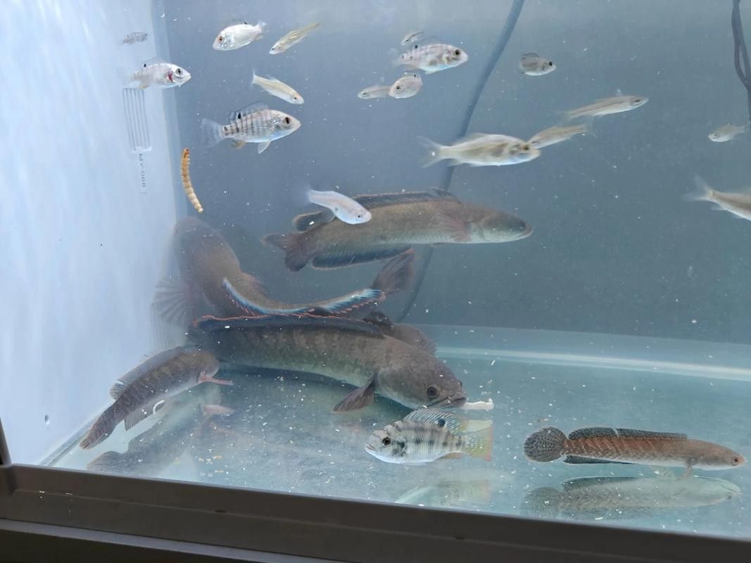 黑魚與金龍魚能混養嗎圖片對比