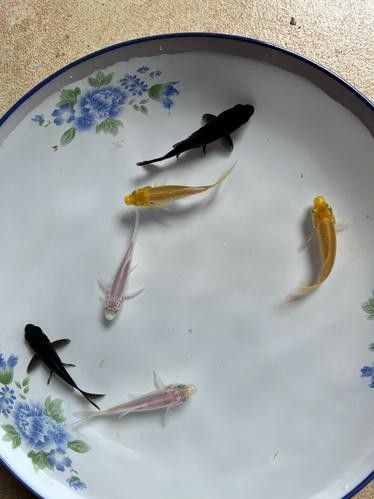 黑魚與金龍魚能混養嗎圖片對比