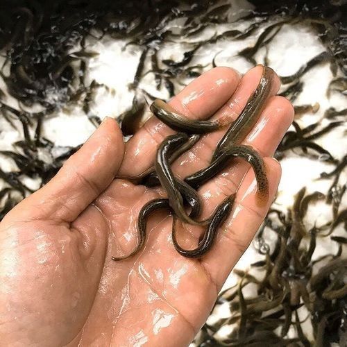 黑魚與金龍魚能混養嗎圖片對比