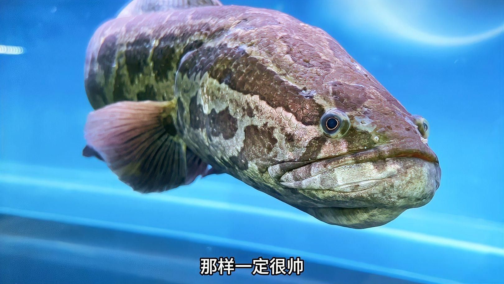 黑魚與金龍魚能混養嗎圖片對比