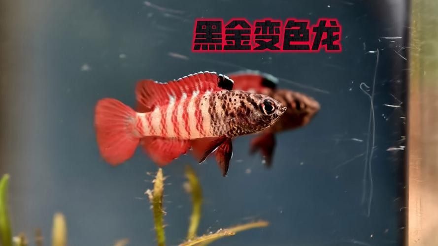 黑魚與金龍魚能混養嗎圖片對比