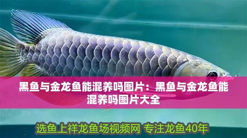 黑魚與金龍魚能混養嗎圖片對比