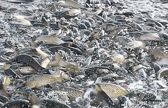 黑魚與金龍魚能混養嗎圖片對比