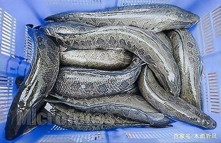黑魚與金龍魚能混養嗎圖片對比