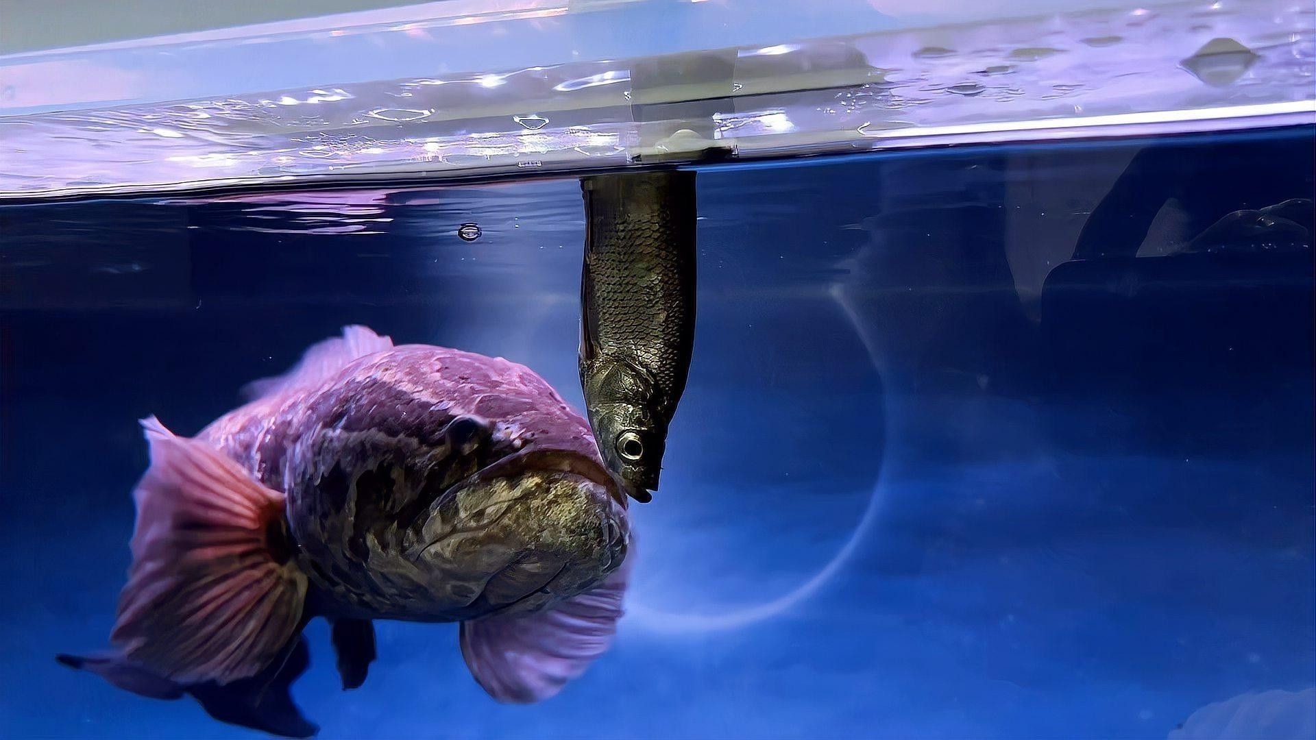 黑魚與金龍魚能混養嗎圖片對比