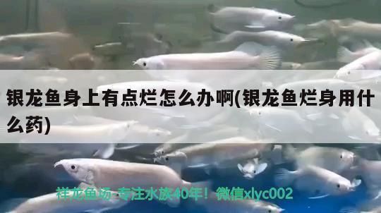 龍魚缸ph多少合適養(yǎng)魚：銀龍魚身上爛了怎么辦