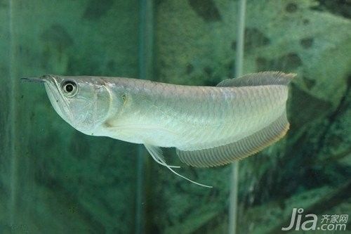 銀龍魚喂南極磷蝦好嗎