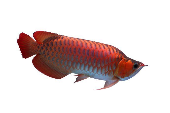 有過濾器的魚缸需要換水嗎（如何判斷魚缸水質(zhì)好壞）