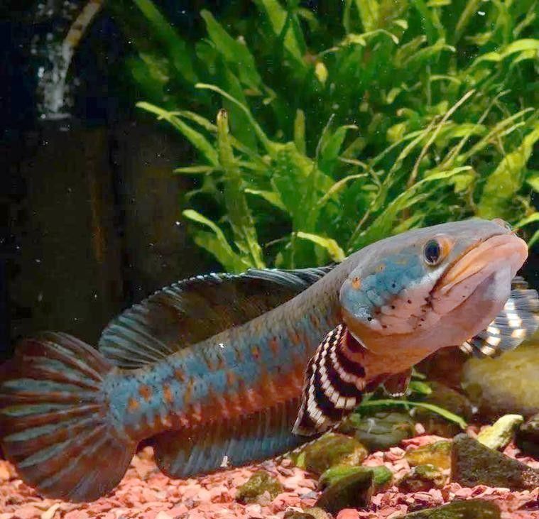 雷龍魚有哪些常見品種圖片？