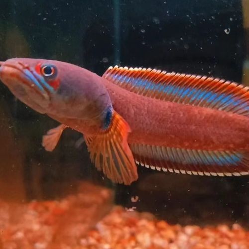 雷龍魚有哪些常見品種圖片？