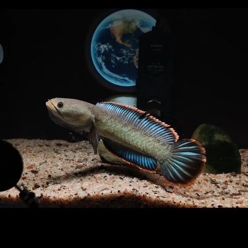 雷龍魚有哪些常見品種圖片？