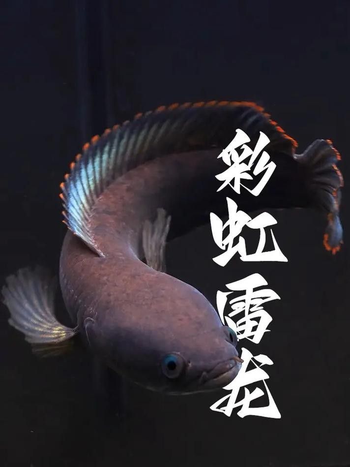 雷龍魚有哪些常見品種圖片？