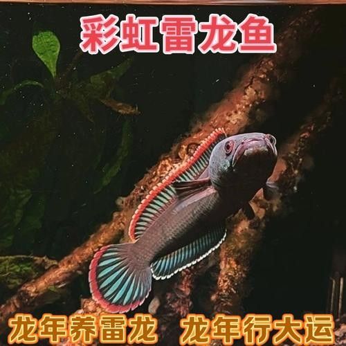 雷龍魚有哪些常見品種圖片？