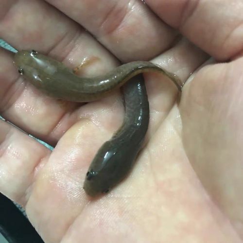 雷龍魚有哪些常見品種圖片？