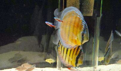 七彩神仙魚和龍魚混養視頻（七彩神仙魚和龍魚可以混養嗎） 七彩神仙魚和龍魚混養視頻（七彩神仙魚和龍魚可以混養嗎） 龍魚百科 第3張