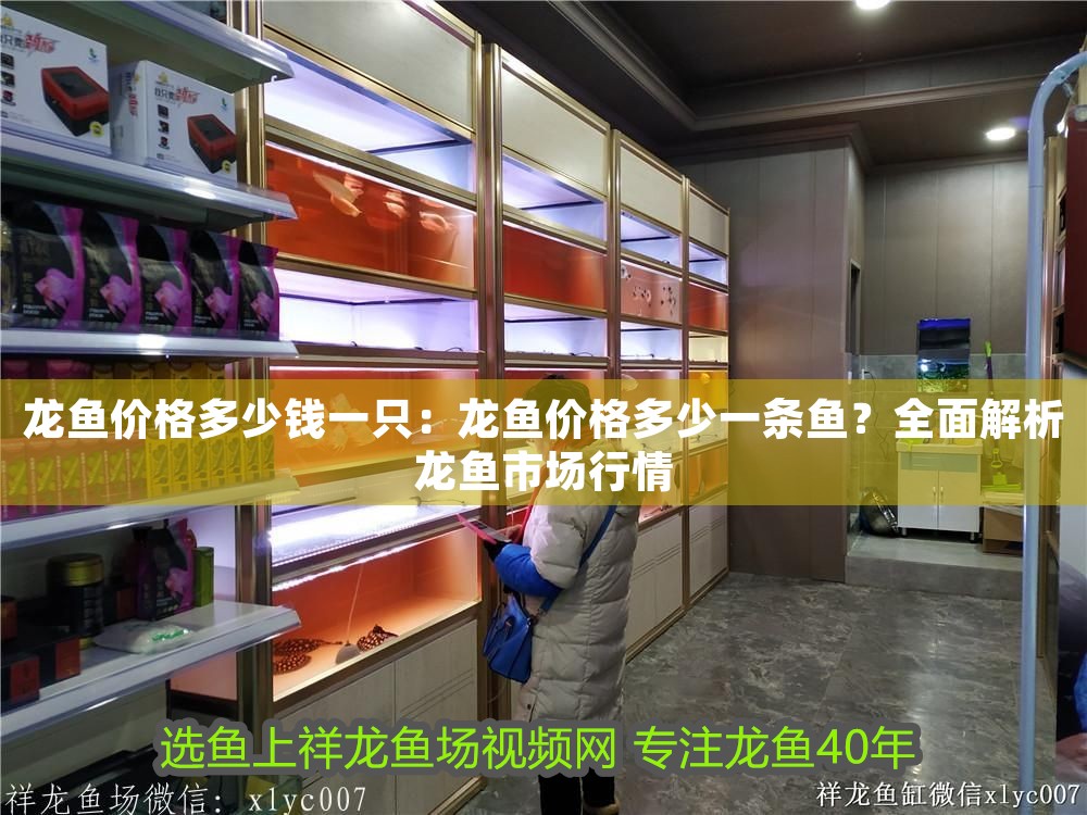 龍魚價(jià)格多少錢一只：龍魚價(jià)格多少一條魚？全面解析龍魚市場行情