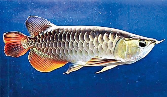 中國有龍魚繁殖基地嗎現在