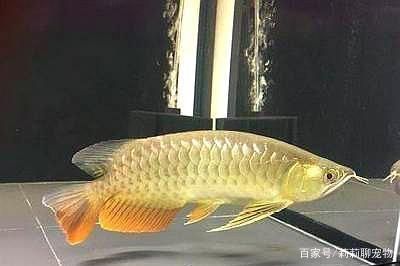 龍魚吃了大白片會怎么樣嗎：龍魚吃了大白片會怎么樣？