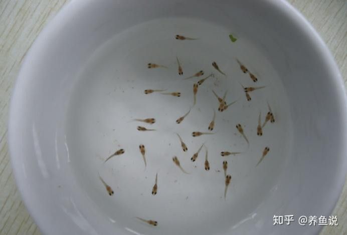 雷龍魚公母可以一起養(yǎng)嗎