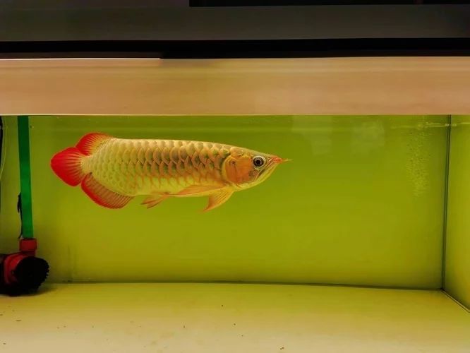 龍魚燈色溫的選擇對龍魚的發色至關重要：龍魚燈光的選擇對龍魚的健康和外觀顏色的展示具有影響 龍魚燈色溫的選擇對龍魚的發色至關重要：龍魚燈光的選擇對龍魚的健康和外觀顏色的展示具有影響 龍魚百科 第2張