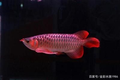 白玉紅龍魚的飼養方法：“白玉紅龍魚小時候長什么樣的紅龍魚小時候長什么樣
