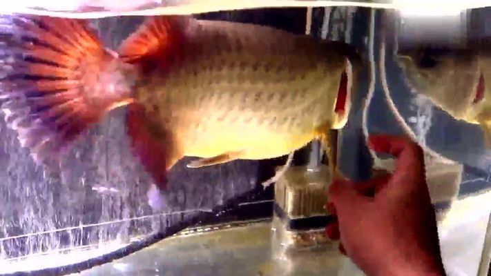 龍魚為什么那么貴 價格多少錢一條:龍魚價格不菲,主要因其稀有性和觀賞價值高,主要因素有哪些 龍魚百科 第3張 龍魚為什么那么貴 價格多少錢一條:龍魚價格不菲,主要因其稀有性和觀賞價值高,主要因素有哪些 龍魚為什么那么貴 價格多少錢一條:龍魚價格不菲,主要因其稀有性和觀賞價值高,主要因素有哪些 龍魚百科 第3張