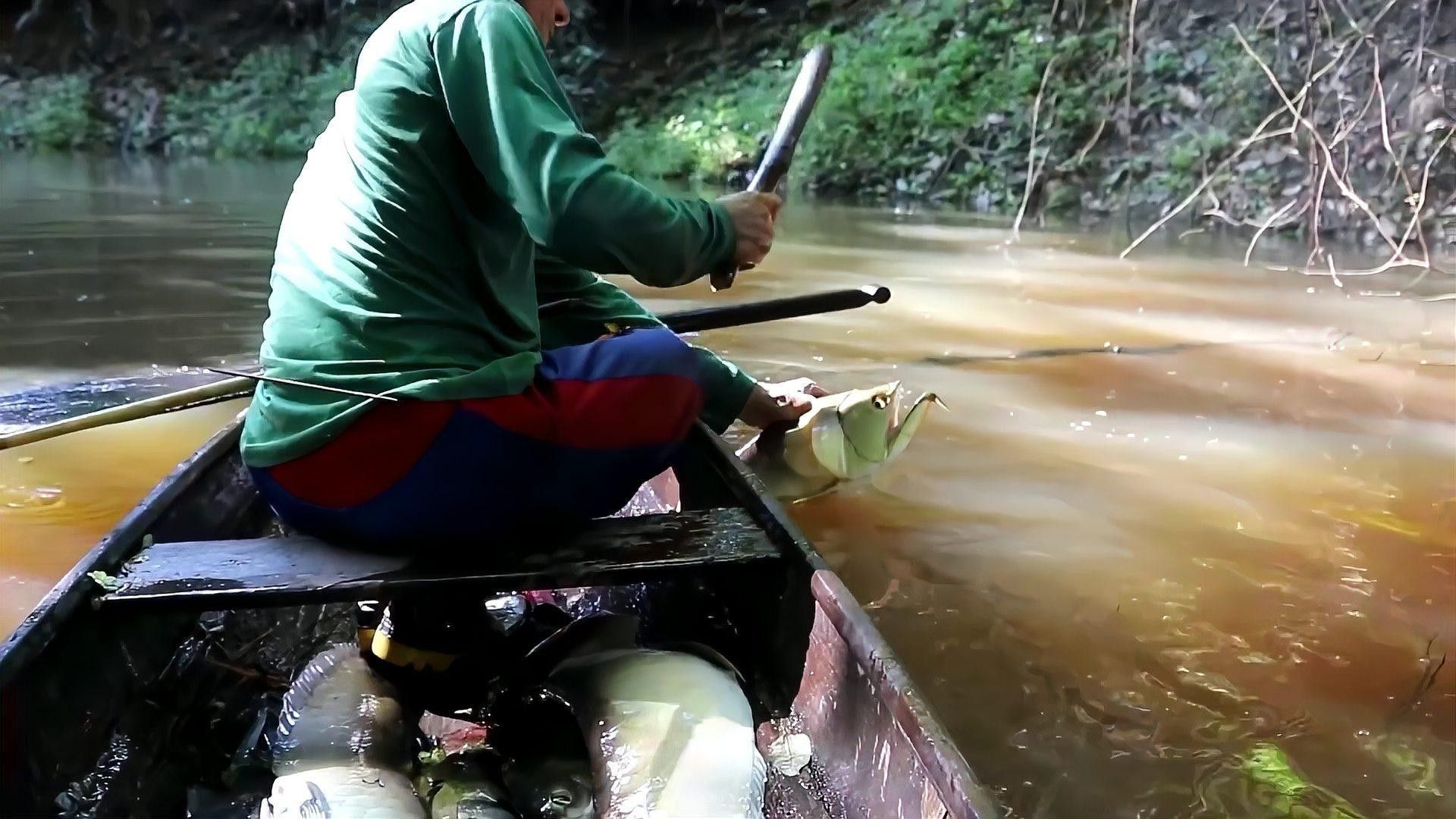 高背銀龍的市場需求如何？ 高背銀龍的市場需求如何？ 龍魚百科 第2張
