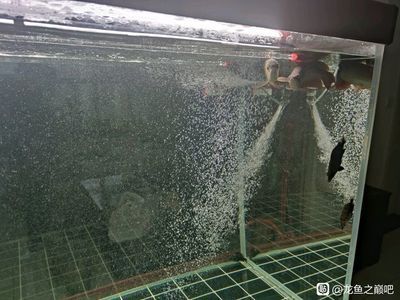 龍魚總在出水口沖水好嗎：龍魚在出水口沖水好嗎，