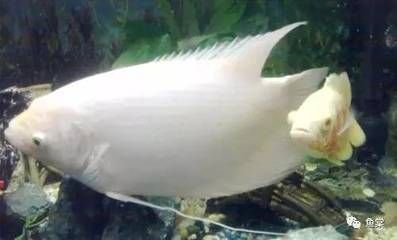 龍魚咬魚是什么狀態的：龍魚咬魚的原因