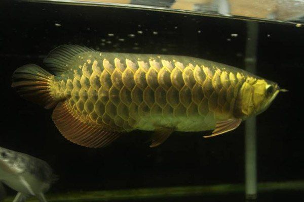 金龍魚有多少塊錢一條