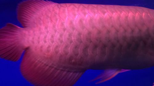 紅龍魚鱗片底色發紅是什么原因引起的（紅龍魚的鱗片底下發紅是怎么回事？）