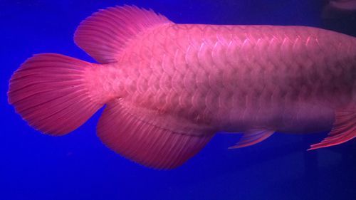 紅龍魚鱗片底色發(fā)紅是什么原因引起的（紅龍魚的鱗片底下發(fā)紅是怎么回事？）